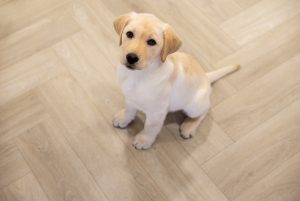 Floer-Walvisgraat-PVC-vloer-Orka-Onbehandeld-hond-puppy