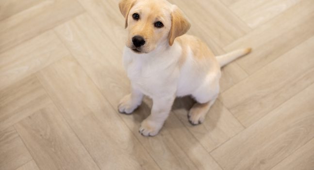 Floer-Walvisgraat-PVC-vloer-Orka-Onbehandeld-hond-puppy