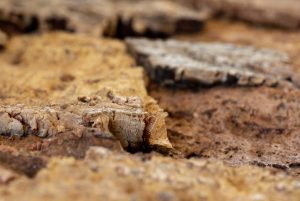 Floer-Akukurk-Wandpanelen-Zandsteen-Natuur-detail-2