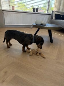 Floer-Walvisgraat-PVC-Gaia-Grijsbeige-hond-3