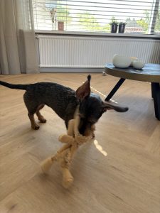 Floer-Walvisgraat-PVC-Gaia-Grijsbeige-hond-5